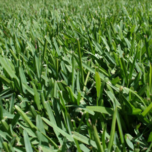 Donnelly's Garden Supplies: Sir Walter Buffalo Lawn Turf