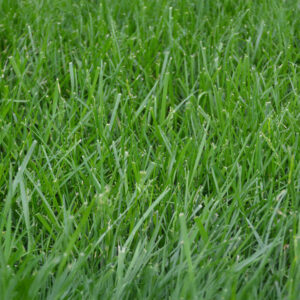Tall Fescue