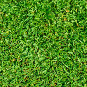 kikuyu grass at Donnelly's Garden supplies