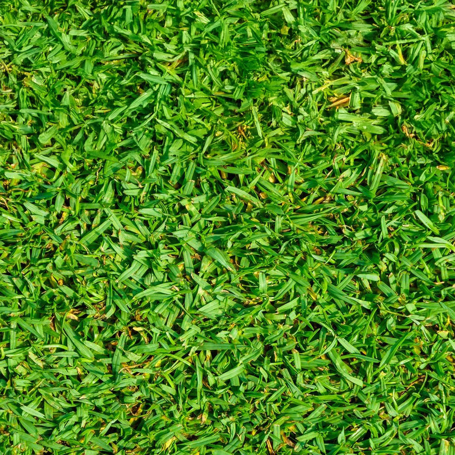 kikuyu grass at Donnelly's Garden supplies