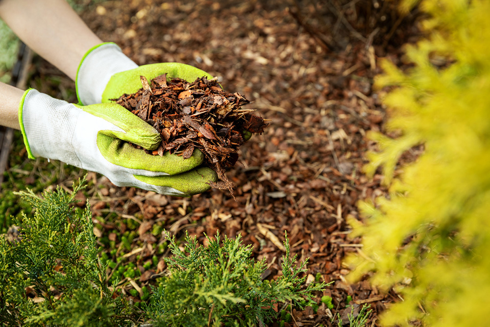 mulching garden bed with bark mulch