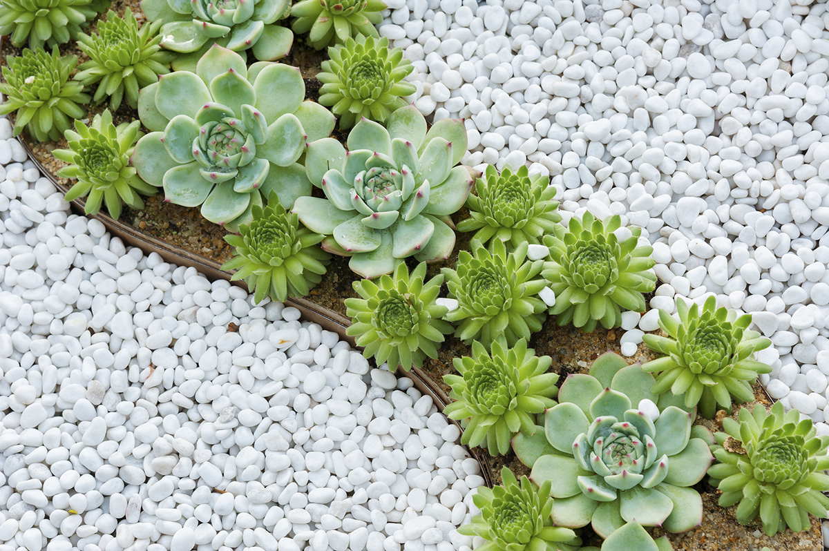 How to Create a Low-Maintenance Garden with Decorative Pebbles
